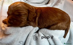 Cockapoo dogs for sale: Adorable Cocker Spaniel/Cockapoo Puppies - Image 11