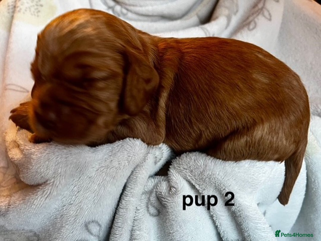 Cockapoo dogs for sale: Adorable Cocker Spaniel/Cockapoo Puppies - Image 11