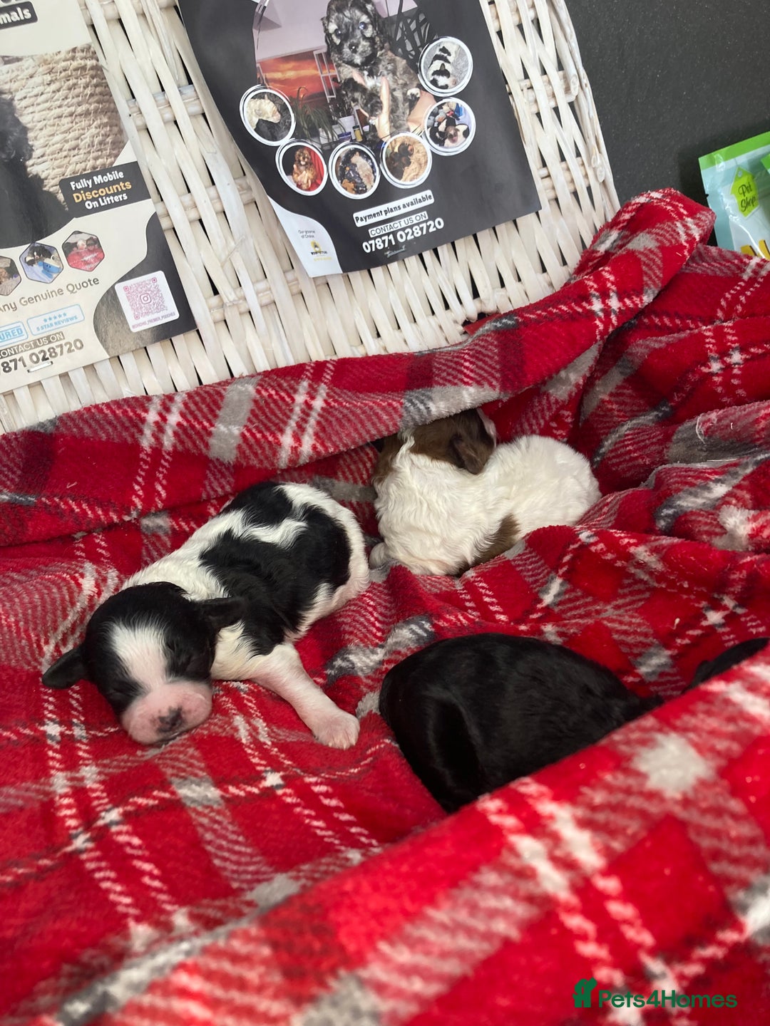 Shihpoo dogs for sale: 5 star rated Toy shihpoo puppies - Image 22
