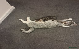 Exotic cats for sale: Kitten - Image 7