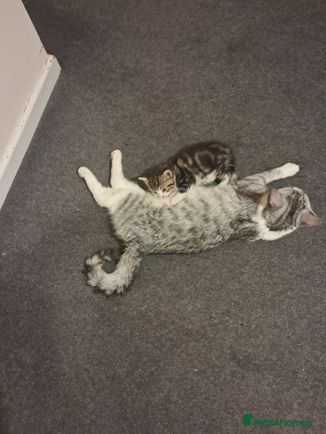 Exotic cats for sale: Kitten - Image 7