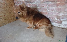 Mixed Breed dogs for adoption: 💕 Daisy & Monty – two hearts, one home 💕 - Image 8