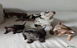 Chihuahua dogs for sale: Micro Chihuahua Puppies - Exceptional Lines - Image 10