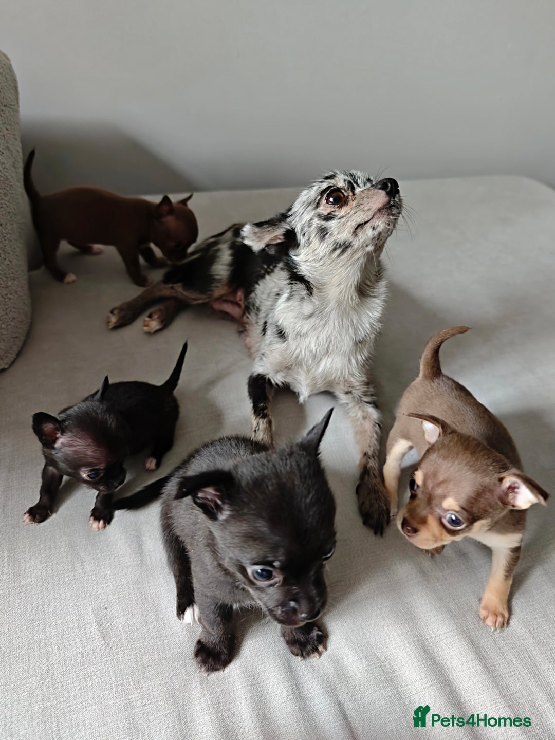 Chihuahua dogs for sale: Micro Chihuahua Puppies - Exceptional Lines - Image 10