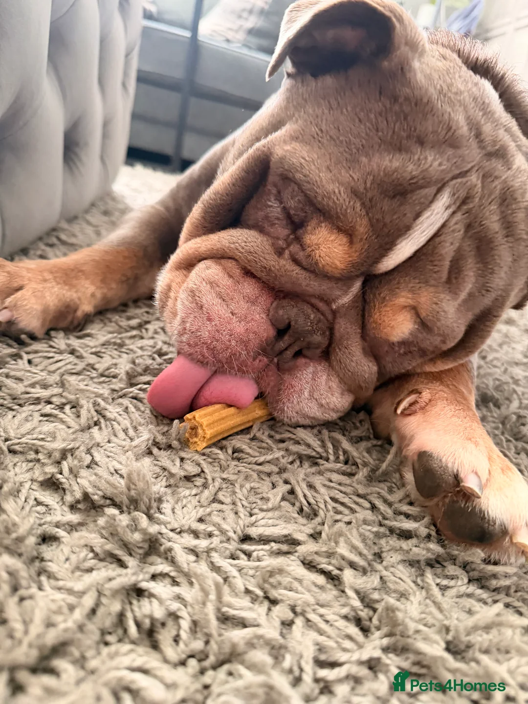 Mixed Breed dogs for sale: Loco  - Advert 1