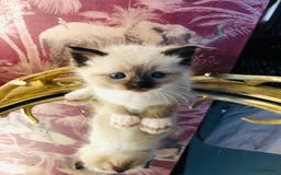 Ragdoll cats for sale: Ragdoll kittens  - Advert 23