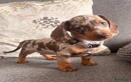 Dachshund dogs for sale: KC one little girl left STANDARD dachshund puppy  - Image 5
