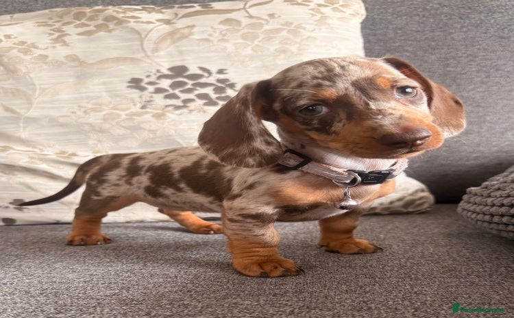 Dachshund dogs - Advert 3