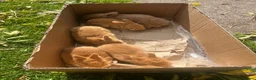 Netherland Dwarf rabbits for sale: 5 Netherland Dwarfs Baby Rabbits (3 weeks old)  in Birmingham - Advert 4