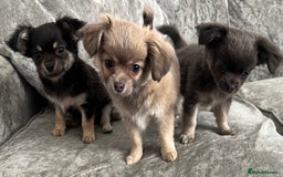 Chihuahua dogs for sale: Beautiful long haired female Chihauaha  - Image 2