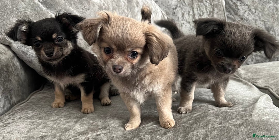 Chihuahua dogs for sale: Beautiful long haired female Chihauaha  - Image 2