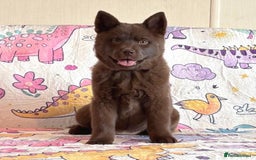 Chow Chow dogs for sale: Stunning genuine chowsky puppies for sale  - Image 23