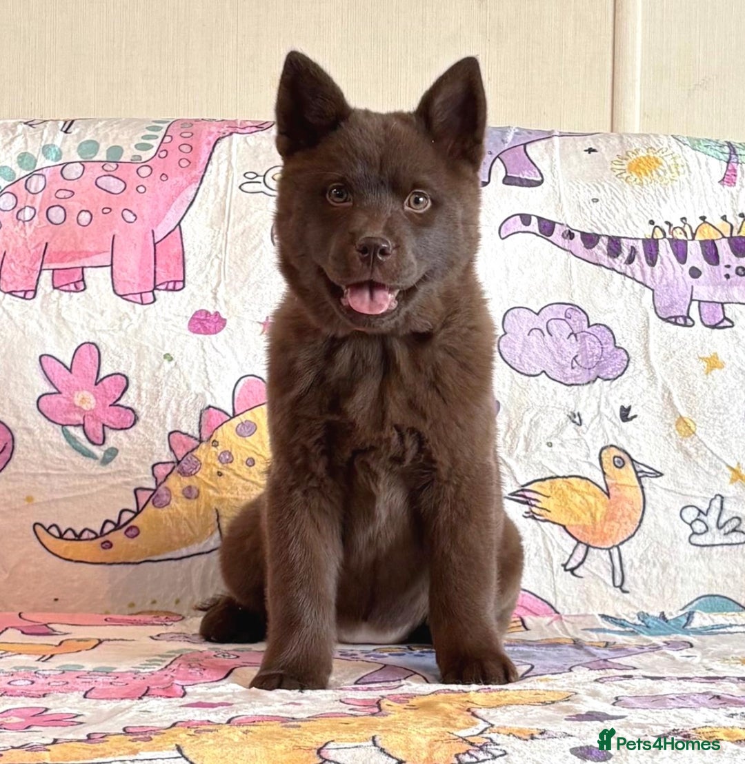 Chow Chow dogs for sale: Stunning genuine chowsky puppies for sale  - Image 23