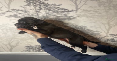 Mixed Breed dogs - Advert 10