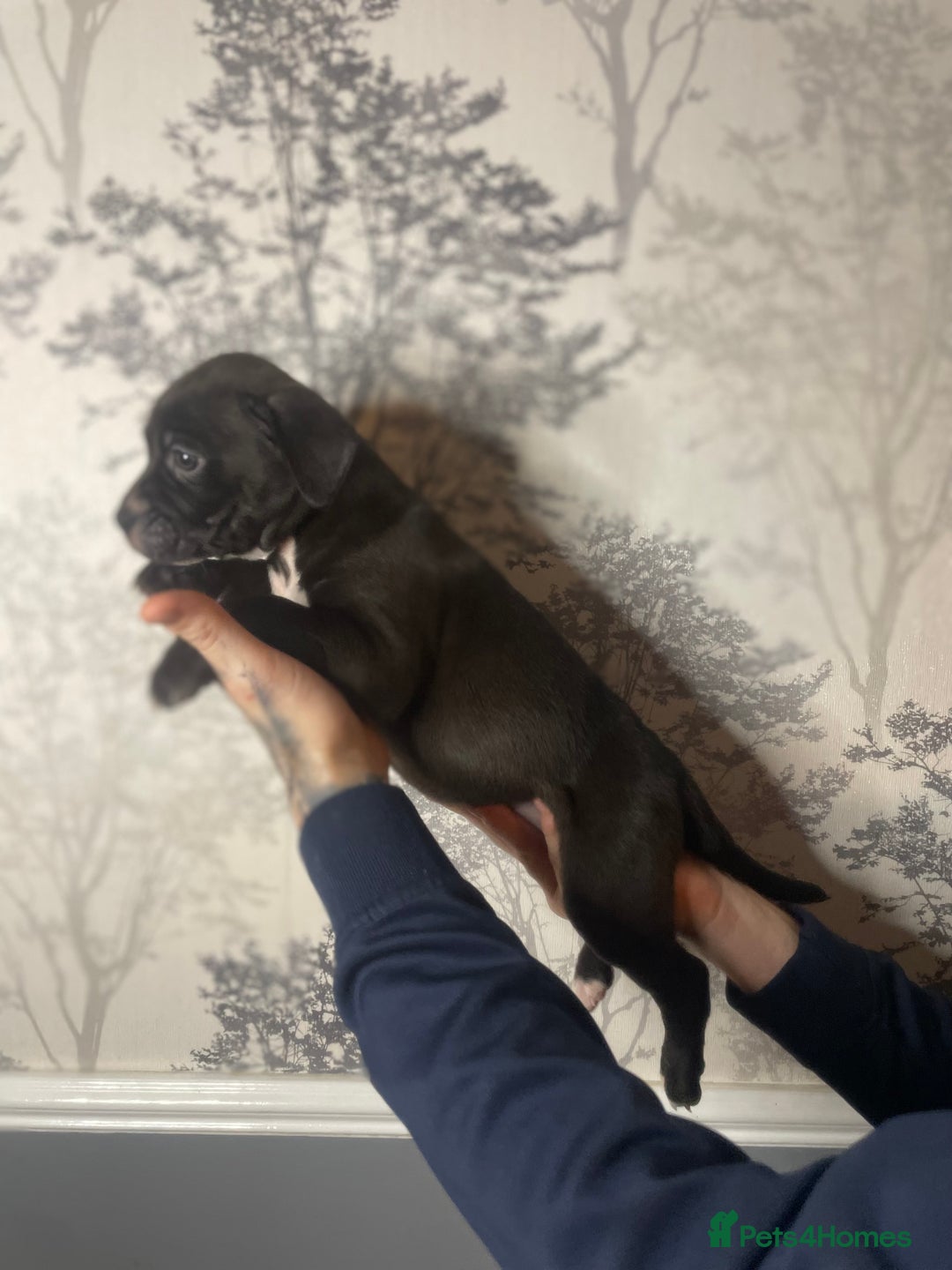 Mixed Breed dogs for sale: Bulldogs for sale  - Image 4