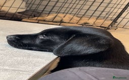 Mixed Breed dogs for sale: Rotator puppy male  - Image 1
