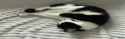 Domestic Shorthair cats for sale: Cat with behavioural issues  - Advert 2