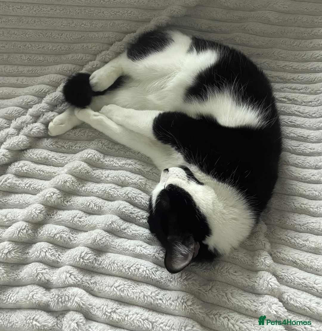 Domestic Shorthair cats for sale: Cat with behavioural issues  - Advert 2