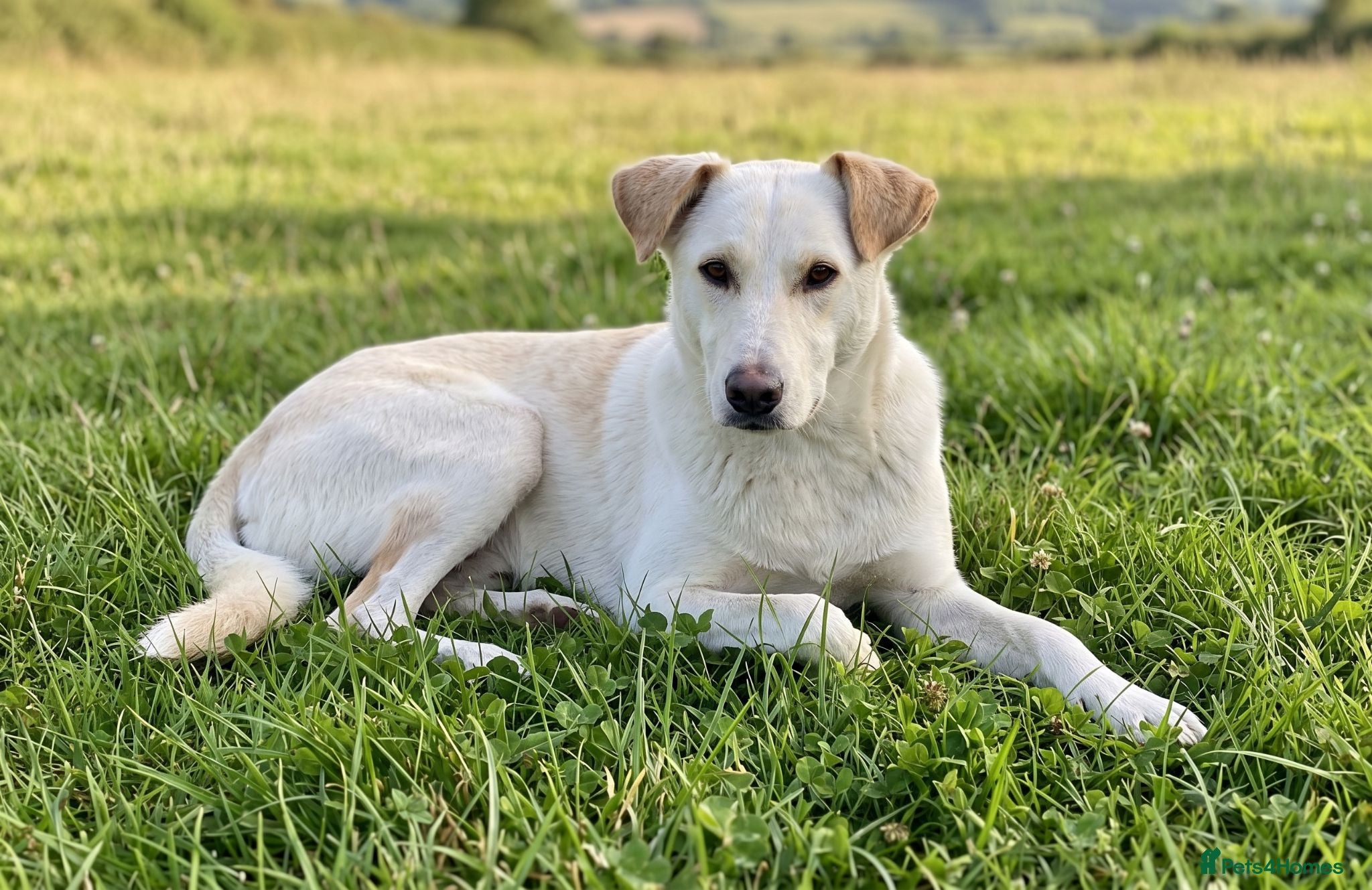 Mixed Breed dogs 🐾Dino Adorable Puppy Labrador/German Shepherd - Advert 1