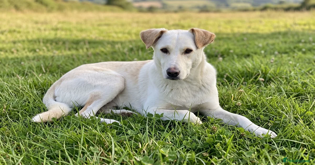 Mixed Breed Dogs for adoption in Dundee, Dundee City Council | Pets4Homes