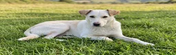 Mixed Breed dogs for adoption: 🐾Dino Adorable Puppy Labrador/German Shepherd - Advert 1