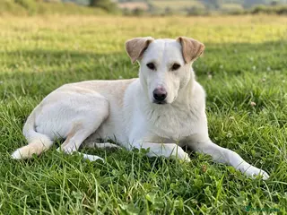 Mixed Breed dogs 🐾Dino Adorable Puppy Labrador/German Shepherd - Advert 7