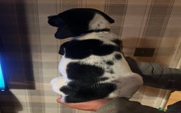 Springador dogs for sale: Adorable springador puppies - Image 10