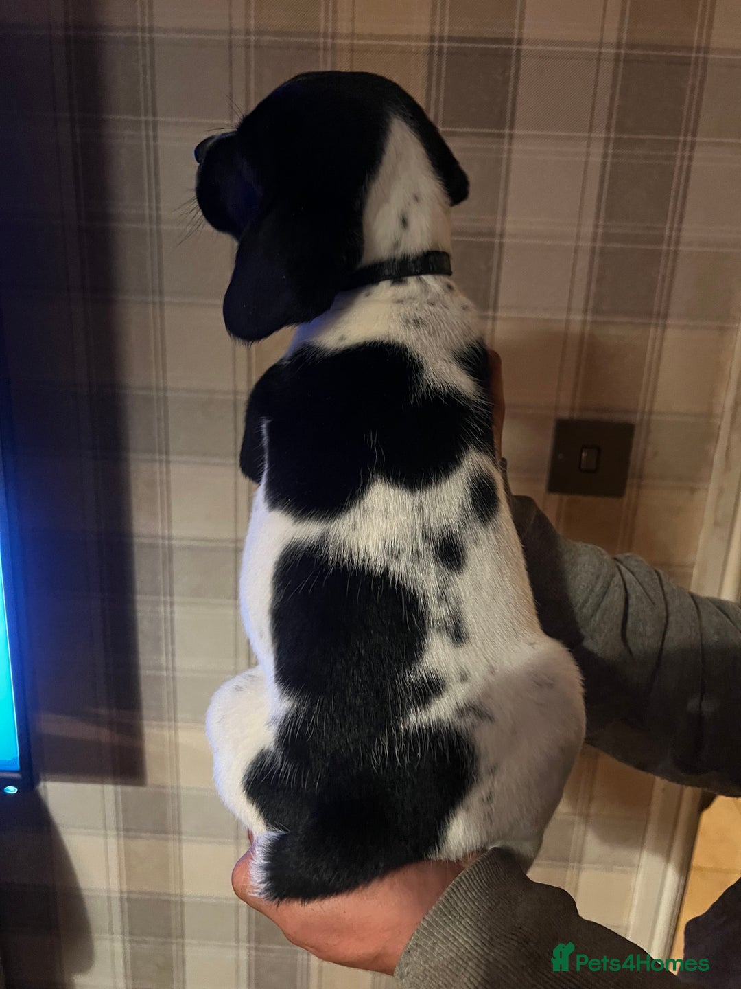 Springador dogs for sale: Adorable springador puppies - Image 10