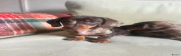 Miniature Dachshund dogs for sale: 4 miniature dachshunds - Advert 18
