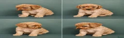 Cockapoo dogs for sale: Beautiful litter of cockapoo pups  in Pontypridd - Advert 9