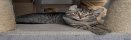 American Curl cats for sale: American curl tabby girl rare breed - Advert 1