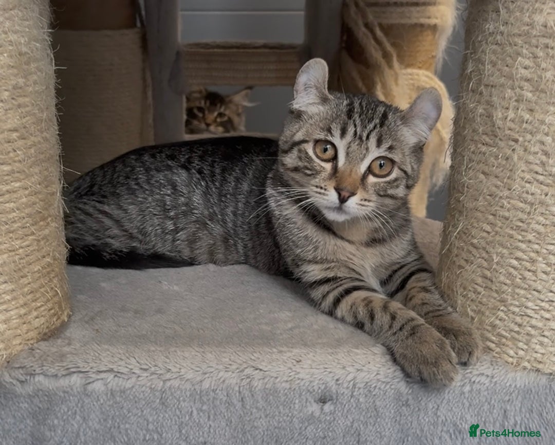 American Curl cats for sale: American curl tabby girl rare breed - Advert 1