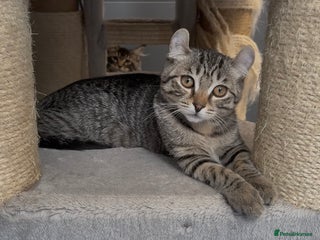 American Curl cats - Advert 3