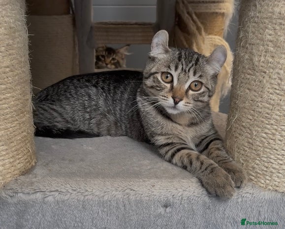 American Curl cats - Advert 1