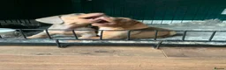 Miniature Dachshund dogs for sale: 🌟 2 Beautiful kc Miniature Dachshund Puppies 🌟 - Advert 3