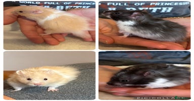 Hamster rodents - Advert 1