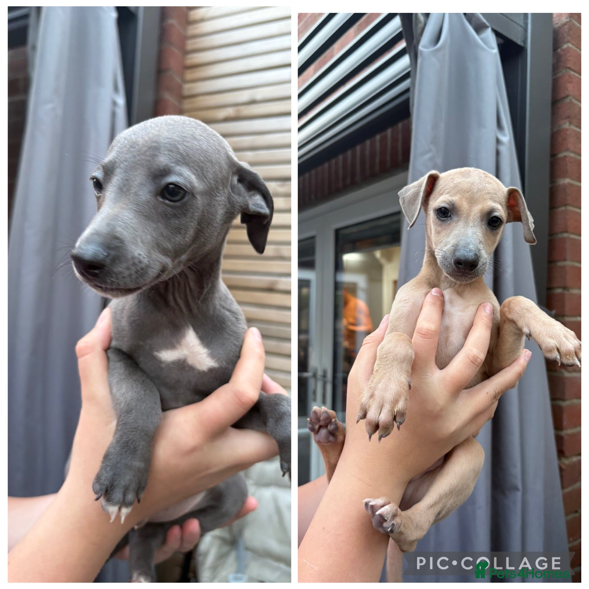 Mixed Breed dogs Italian greyhound 3/4 and 1/4 whippet puppies  - Advert 11