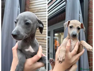 Mixed Breed dogs Italian greyhound 3/4 and 1/4 whippet puppies - Advert 6