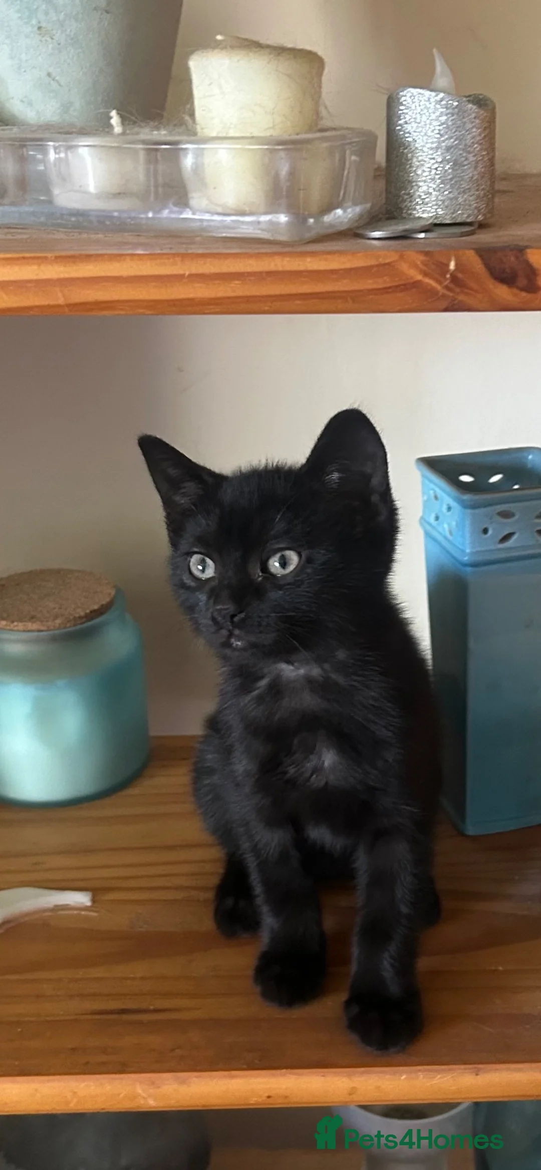 Mixed Breed cats for sale: Beautiful kittens  in Derby - Advert 2