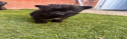 Mixed Breed dogs for sale: Yorkshire terrier x Biewer Terrier - Advert 3