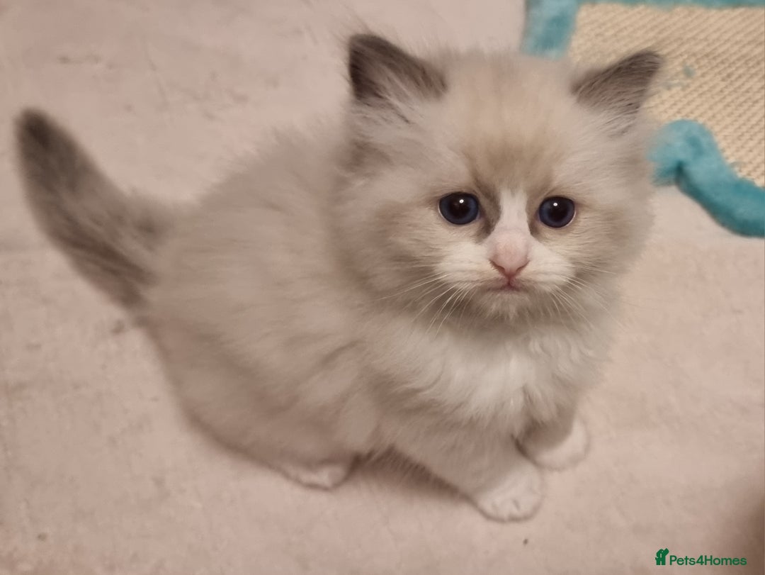 Ragdoll cats for sale: Pedegree stuning Ragdoll kittens - Advert 5