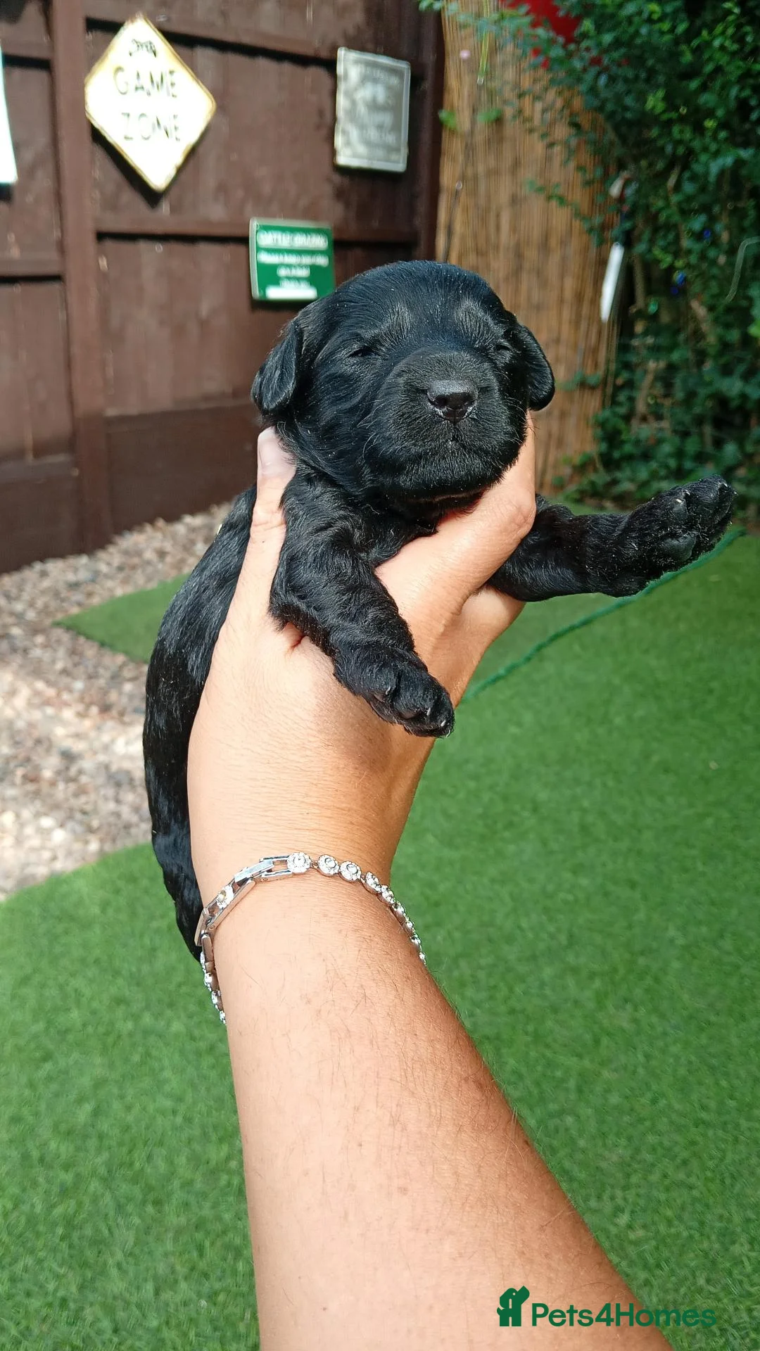 Cockapoo dogs for sale: Black cockapoo  - Advert 8