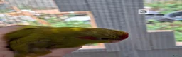 Parakeets birds for sale: Kakarikis males forsale - Advert 4