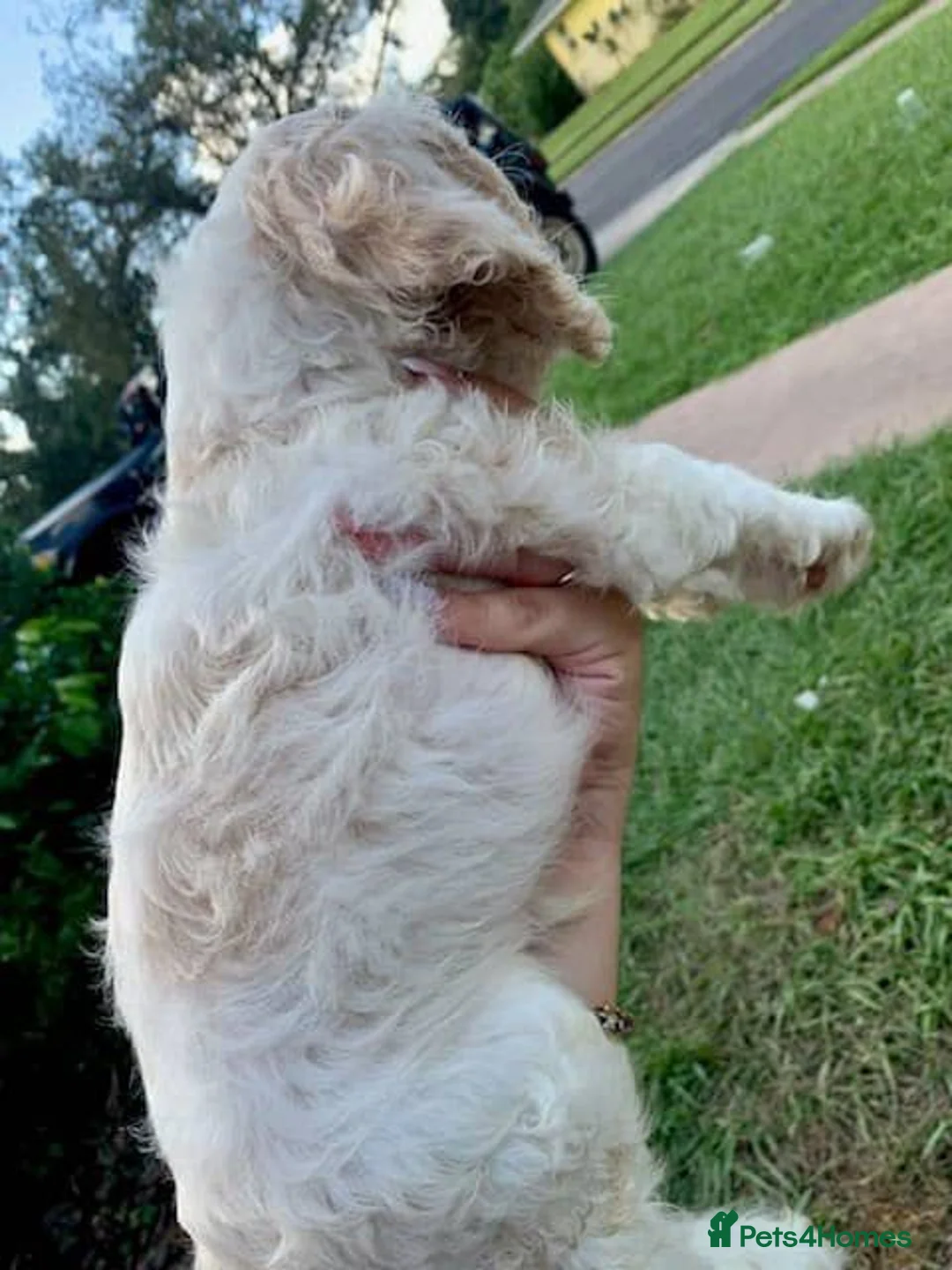 Cocker Spaniel dogs for sale: Beautiful Cocker Spaniel - Advert 2