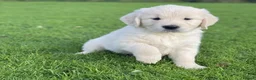 Golden Retriever dogs for sale: Extensively health tested Golden retriever puppies in Altrincham - Advert 2