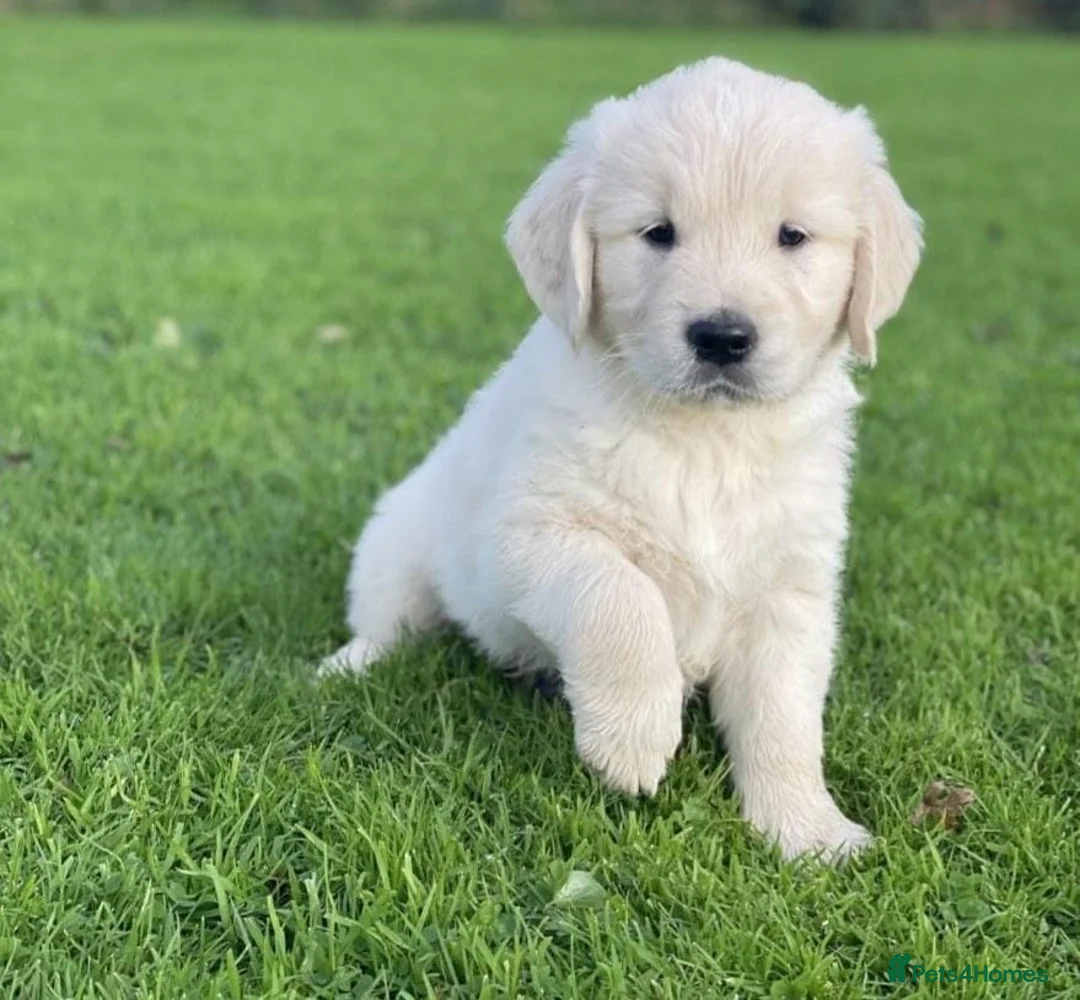Golden Retriever dogs for sale: Extensively health tested Golden retriever puppies in Altrincham - Advert 2