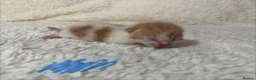 Mixed Breed cats for sale: Gorgeous litter of kittens - Advert 4