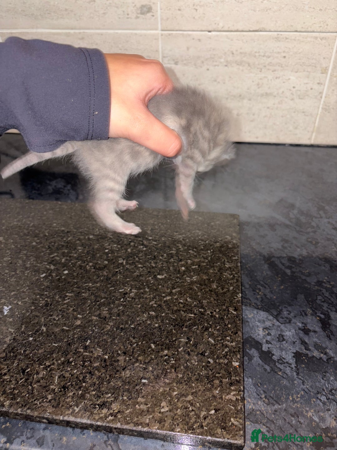 Bengal cats for sale: Bengal mixed Tabby - Advert 24