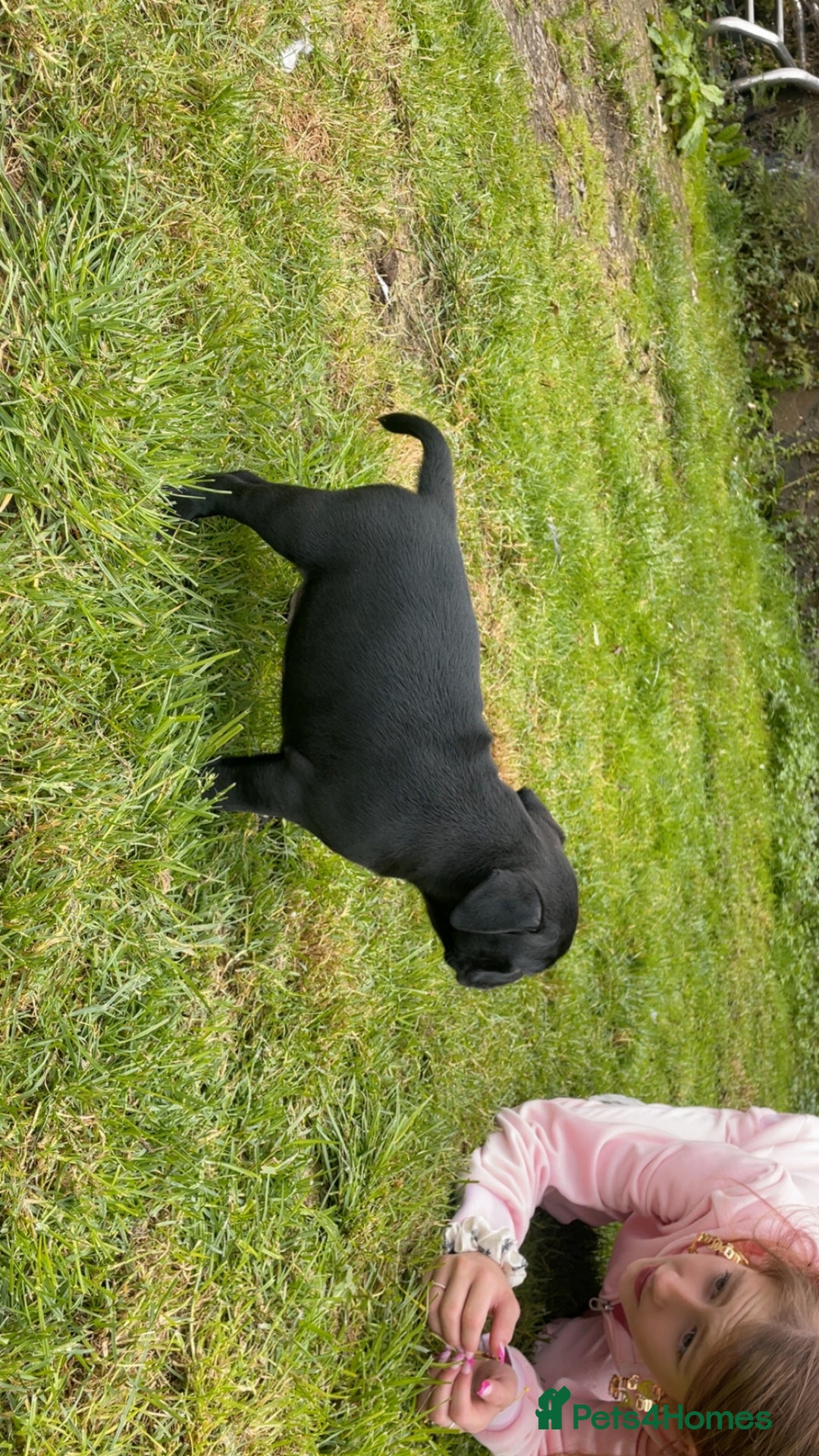 Staffordshire Bull Terrier dogs for sale: Beautiful little black boy  - Image 3