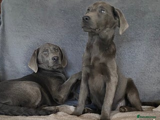 Labrador Retriever dogs Labrador - Advert 6